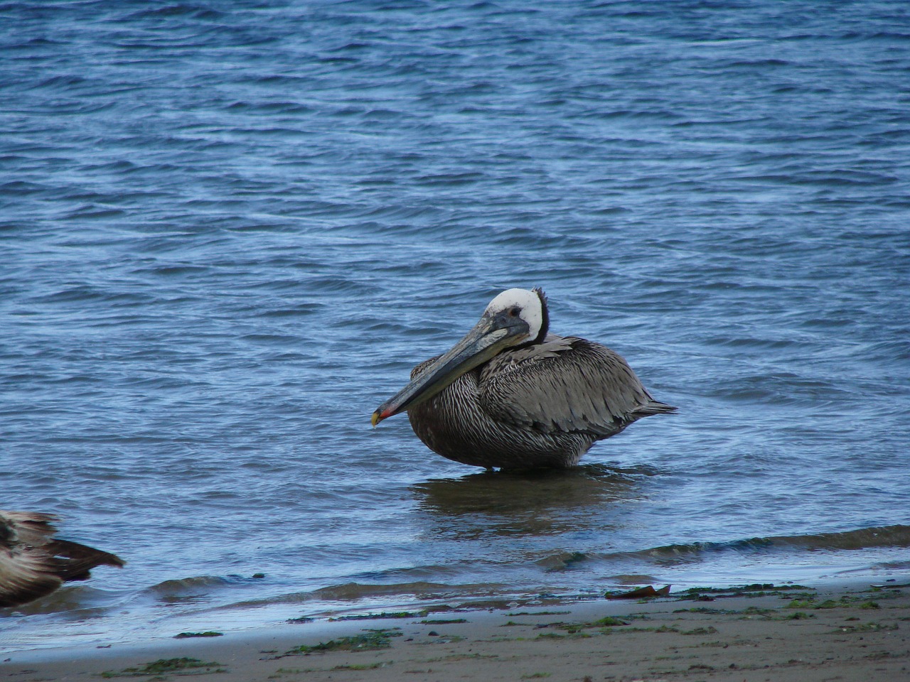pelikan water more free photo