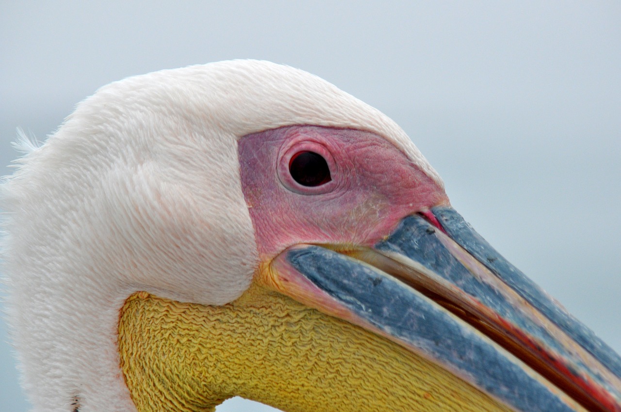 pelikan bird close free photo