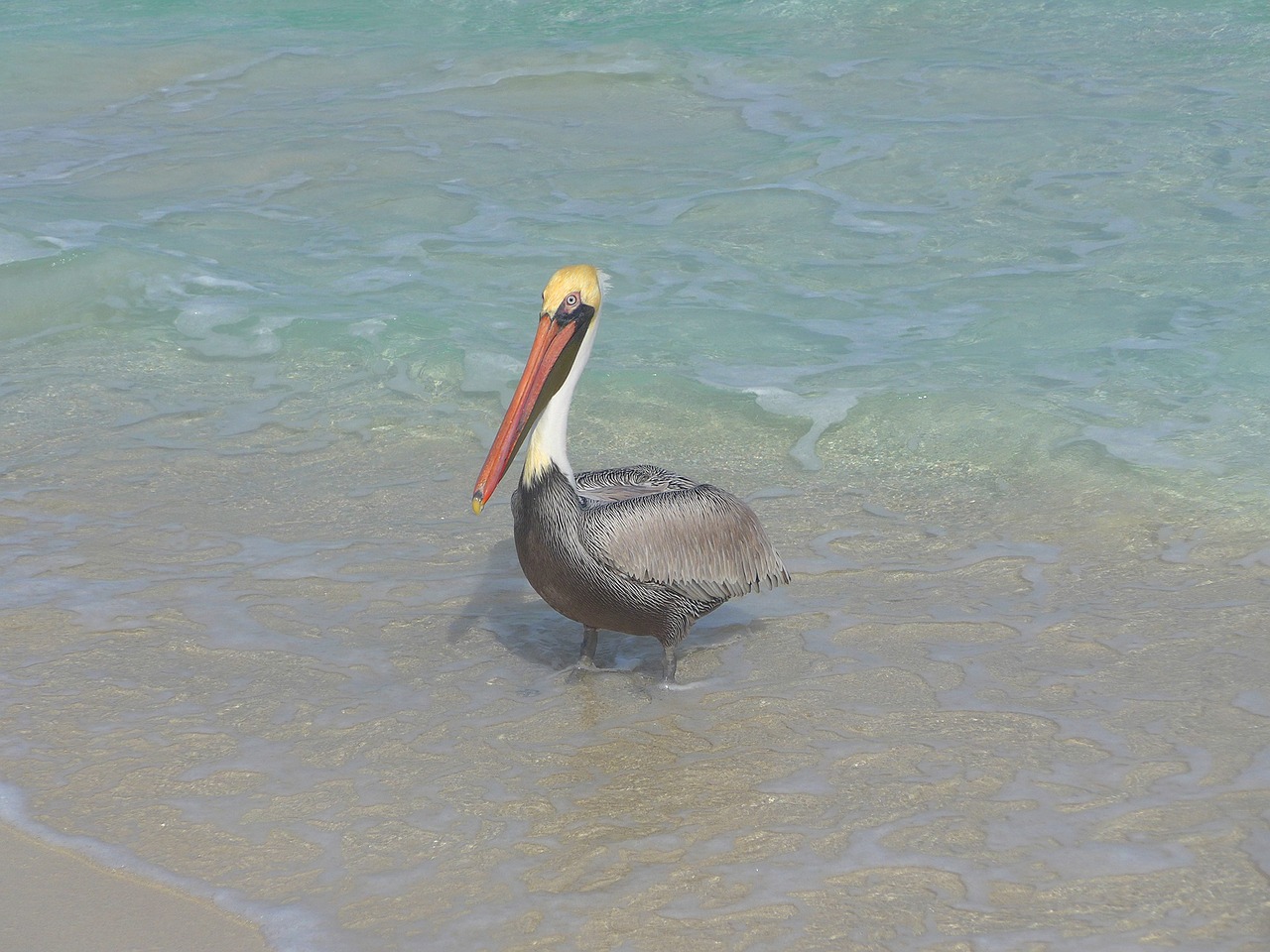 pelikan beach water bird free photo