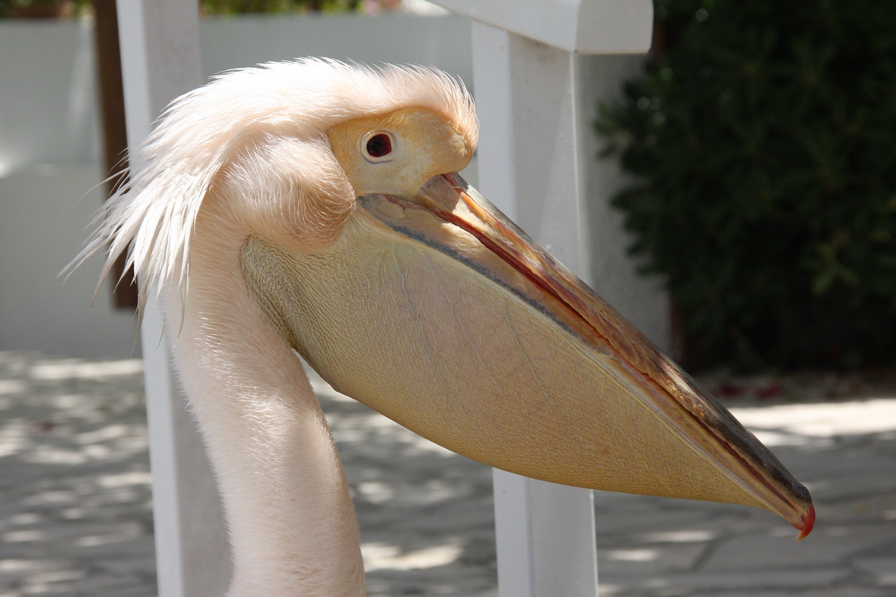 pelikan bird noun free photo