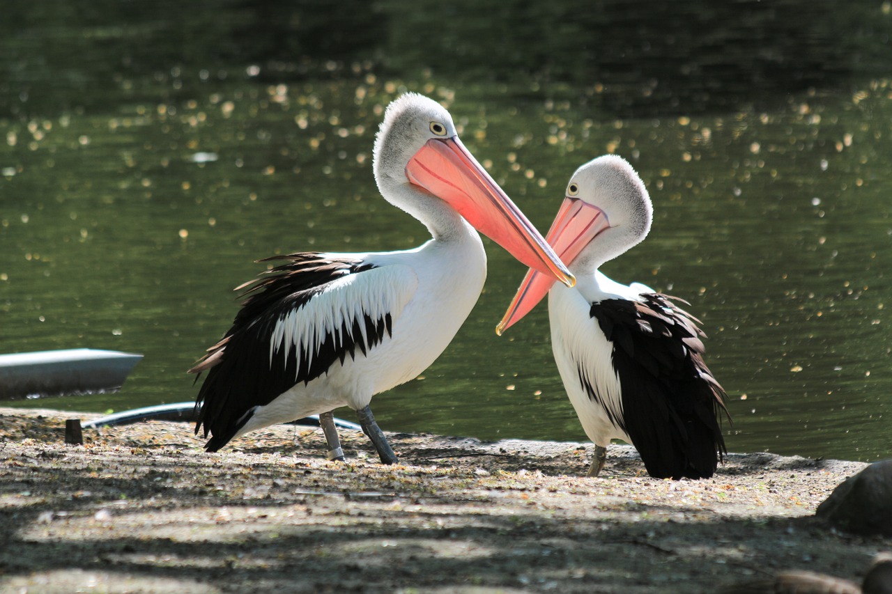 pelikan bird water bird free photo