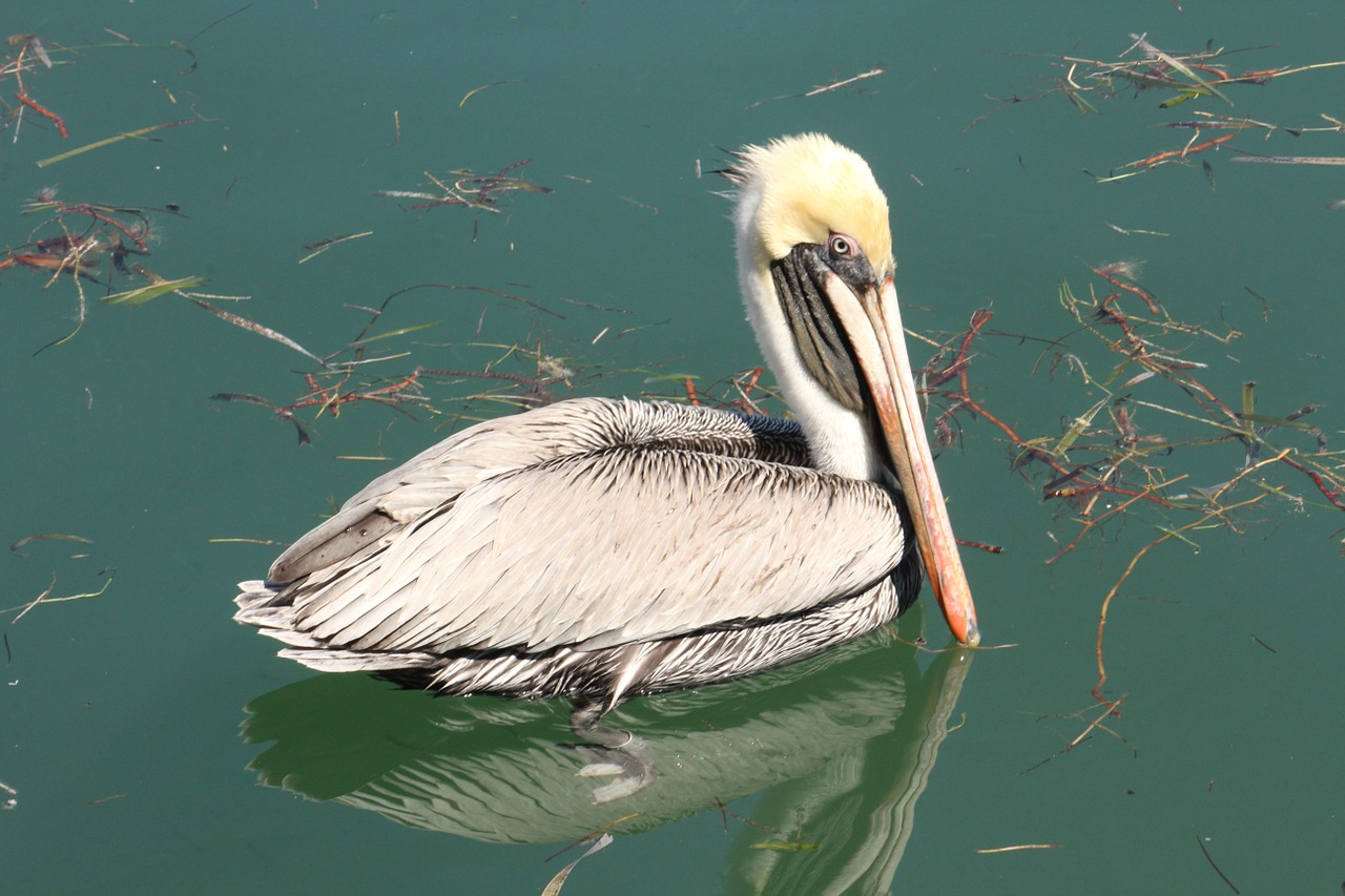 pelikan water bird birds free photo