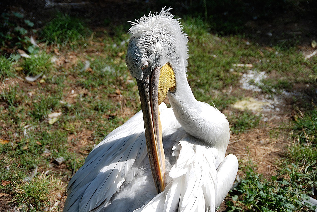 pelikan clean water bird free photo