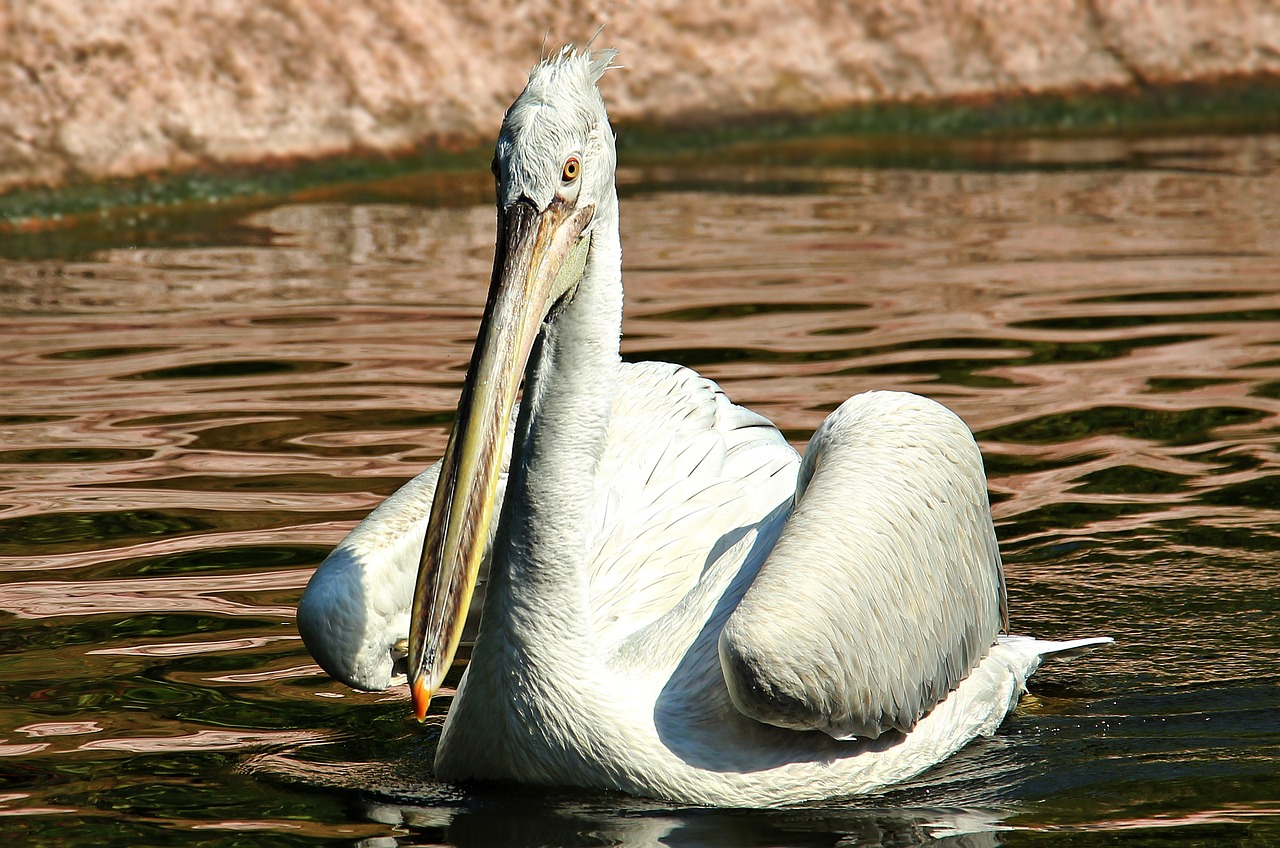 pelikan water bird zoo free photo