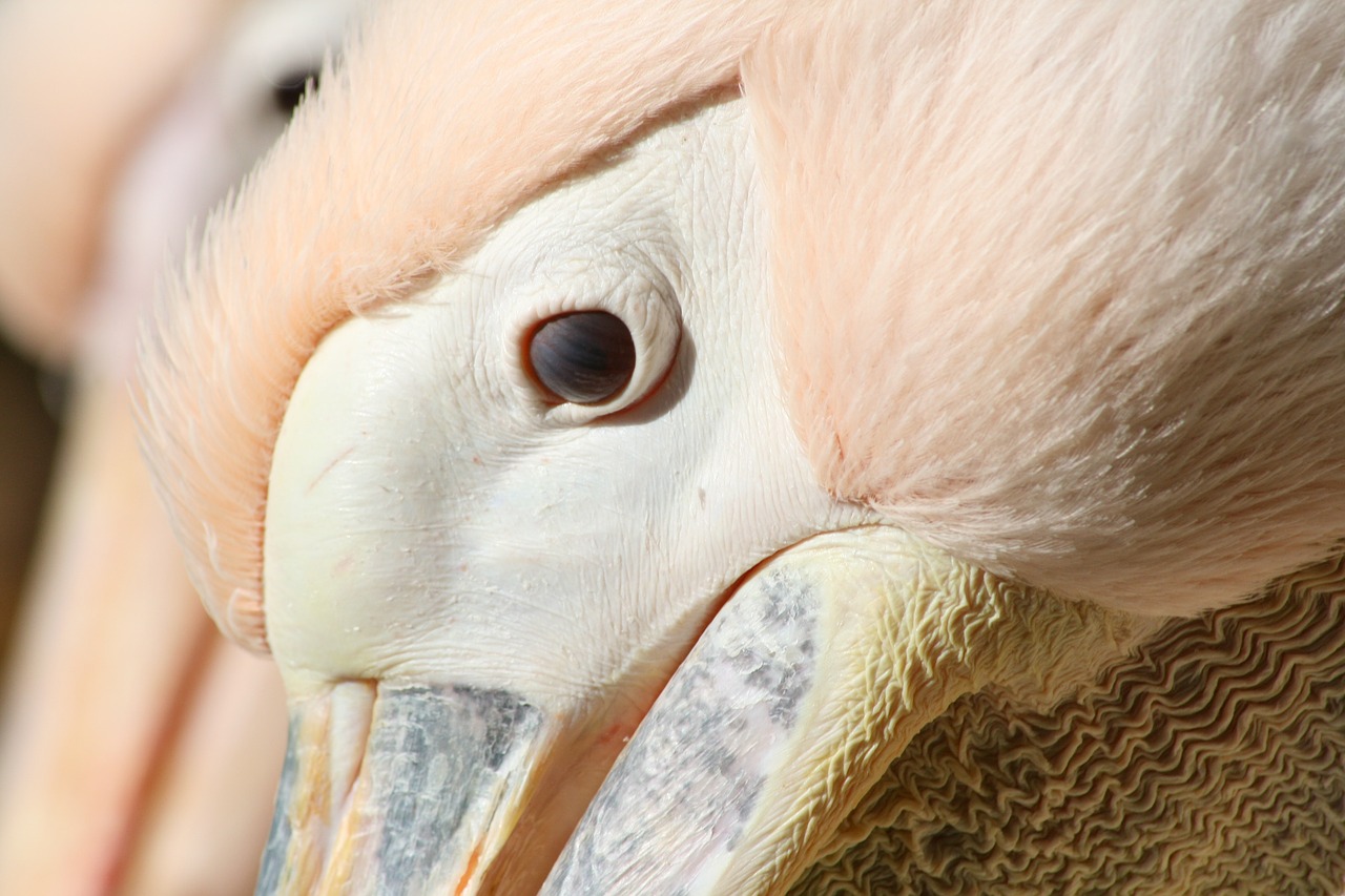 pelikan pelican eye eye free photo