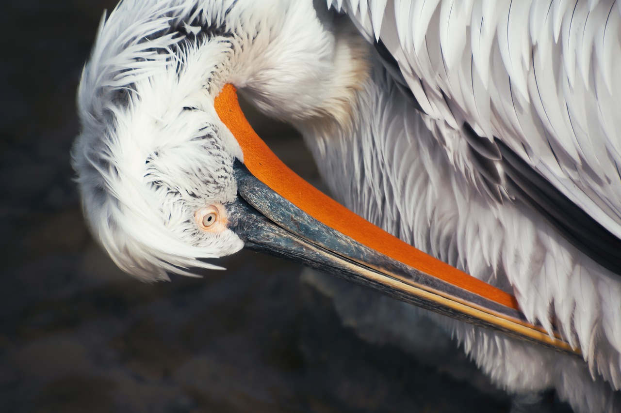 pelikan dressing up plumage free photo