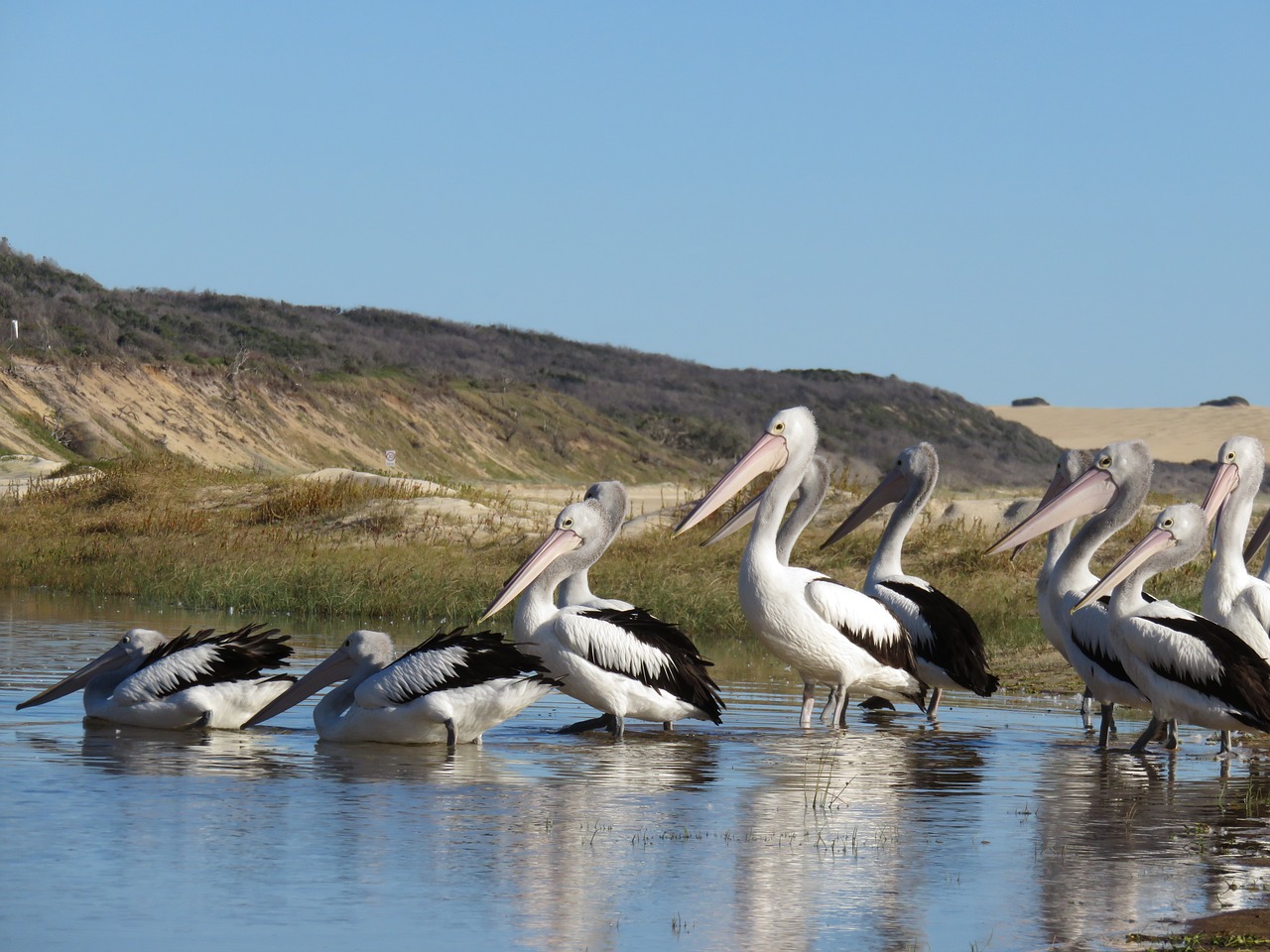 pelikan fraser island australia free photo