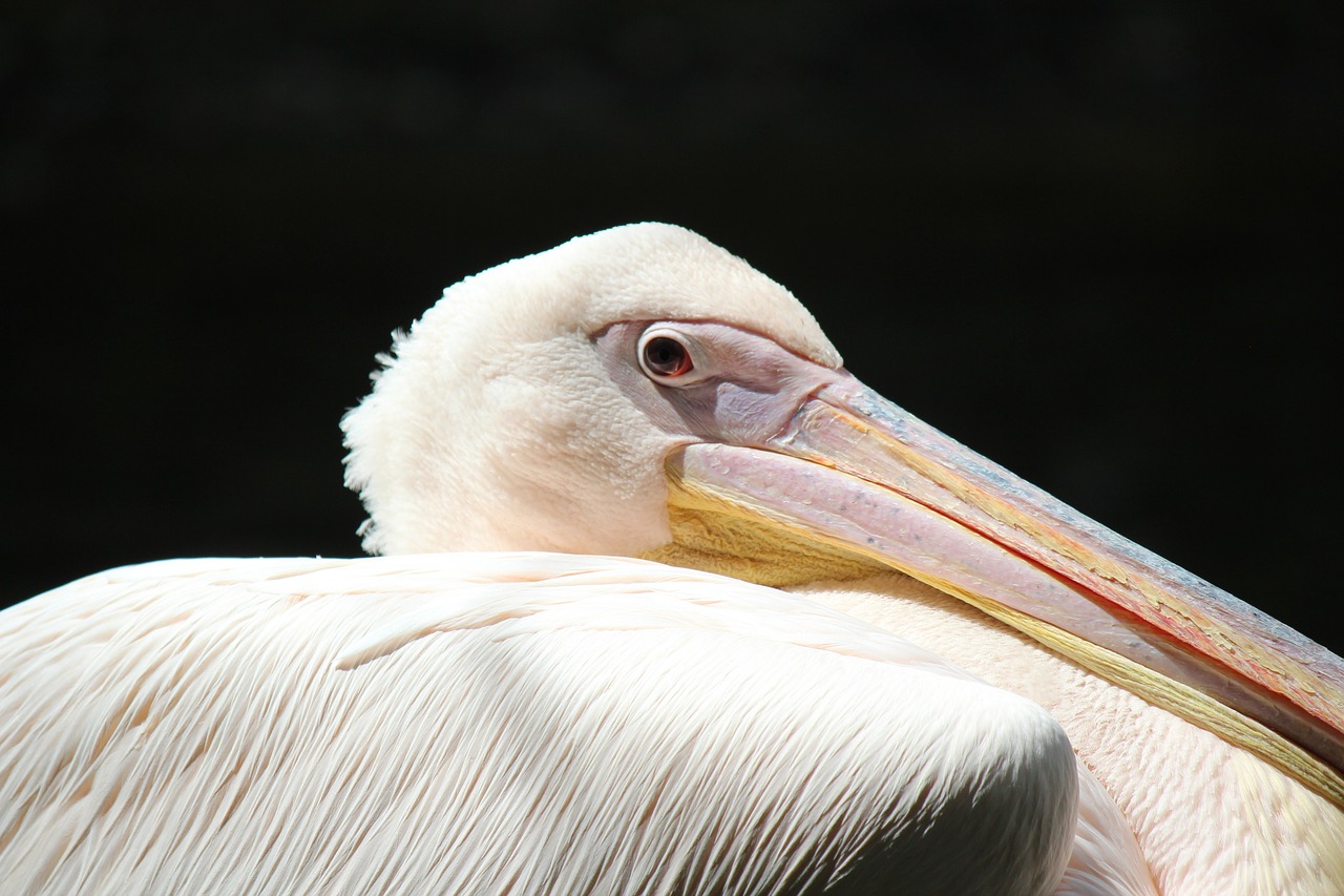 pelikan animal zoo free photo