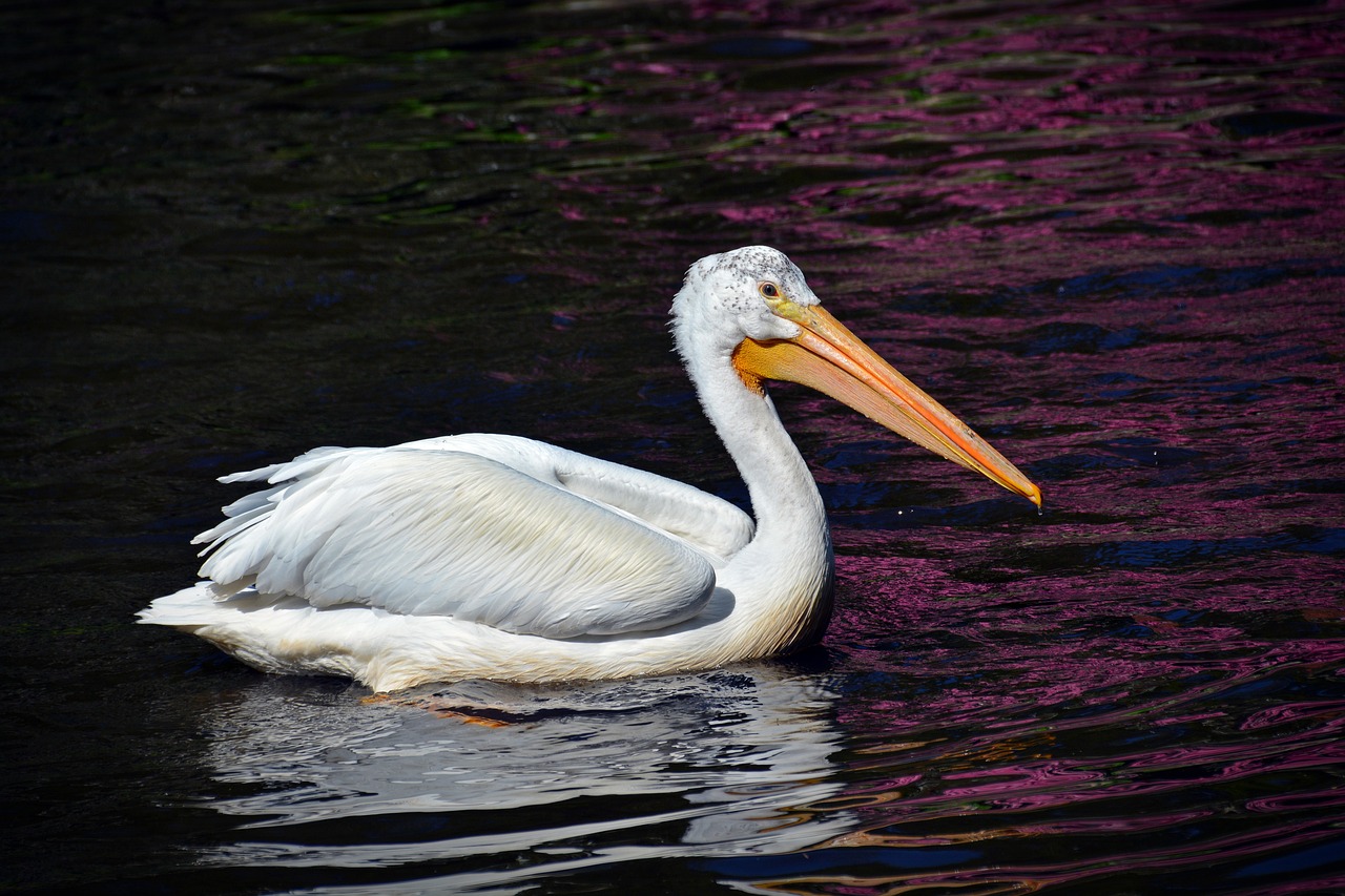 pelikan bird animal portrait free photo