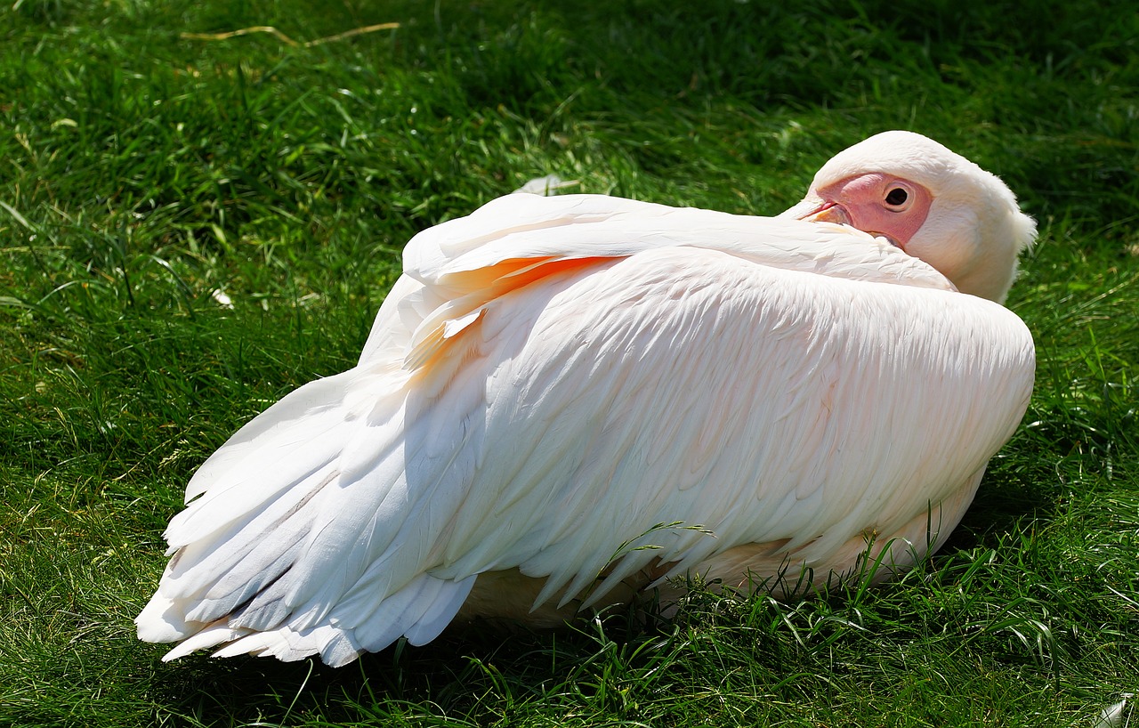 pelikan water bird pelecaniformes free photo