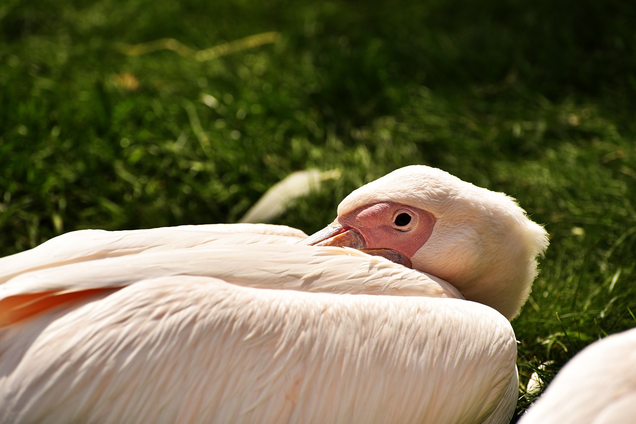 pelikan rose bird free photo