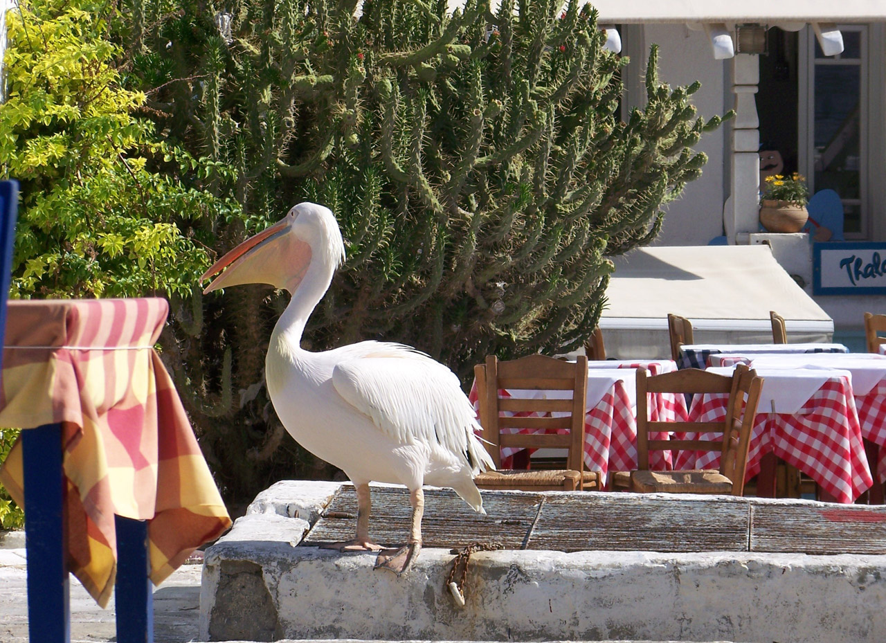 pelican mykonos greece free photo