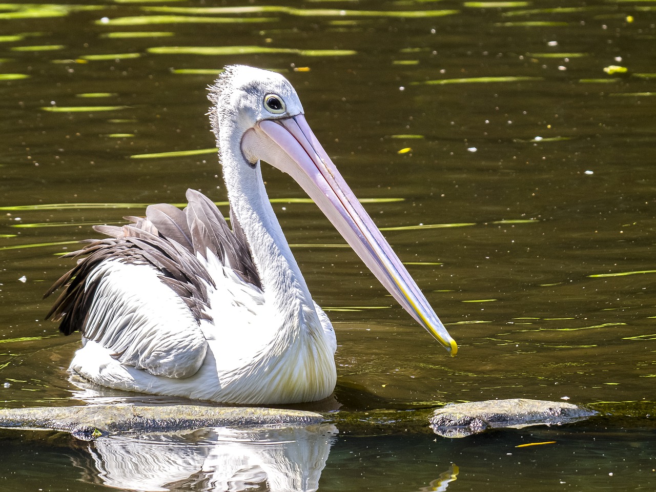 pelikan bird water bird free photo