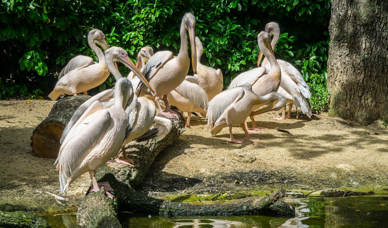 pelikan zoo birds free photo