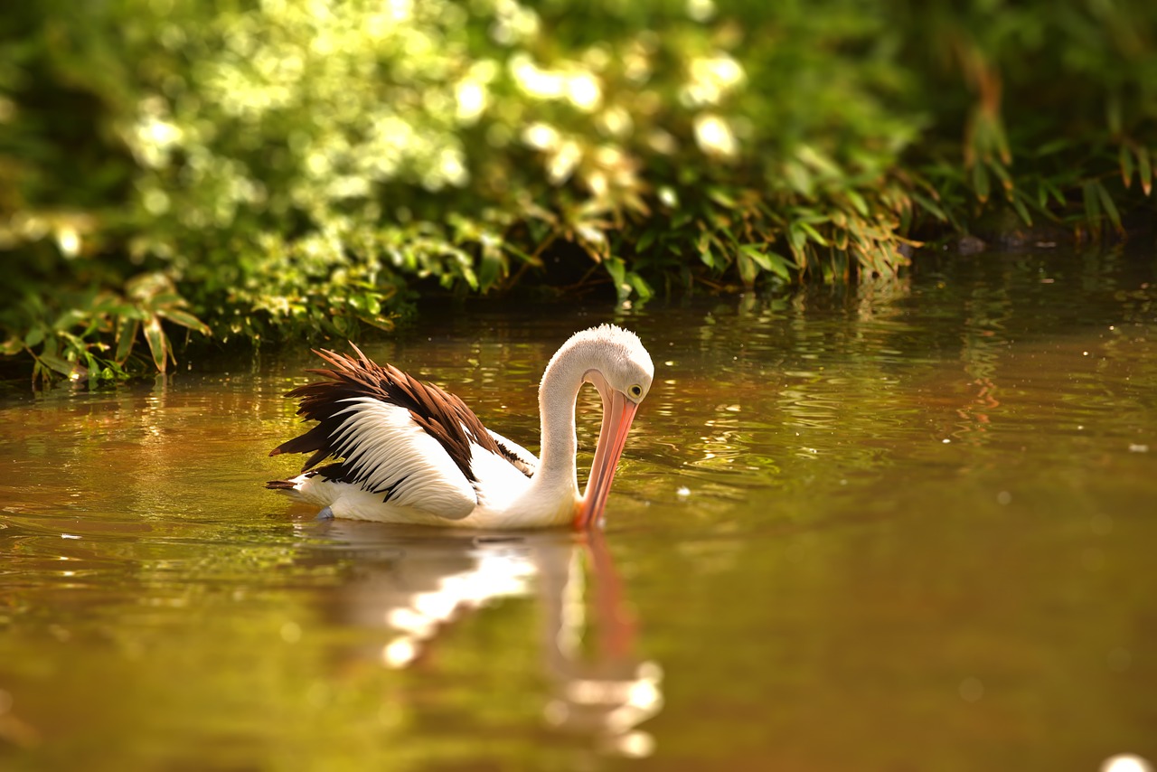 pelikan water bird free photo