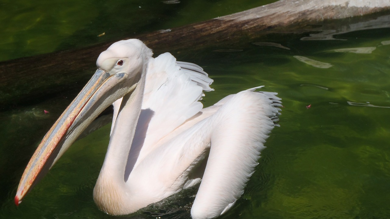 pelikan bird animals free photo