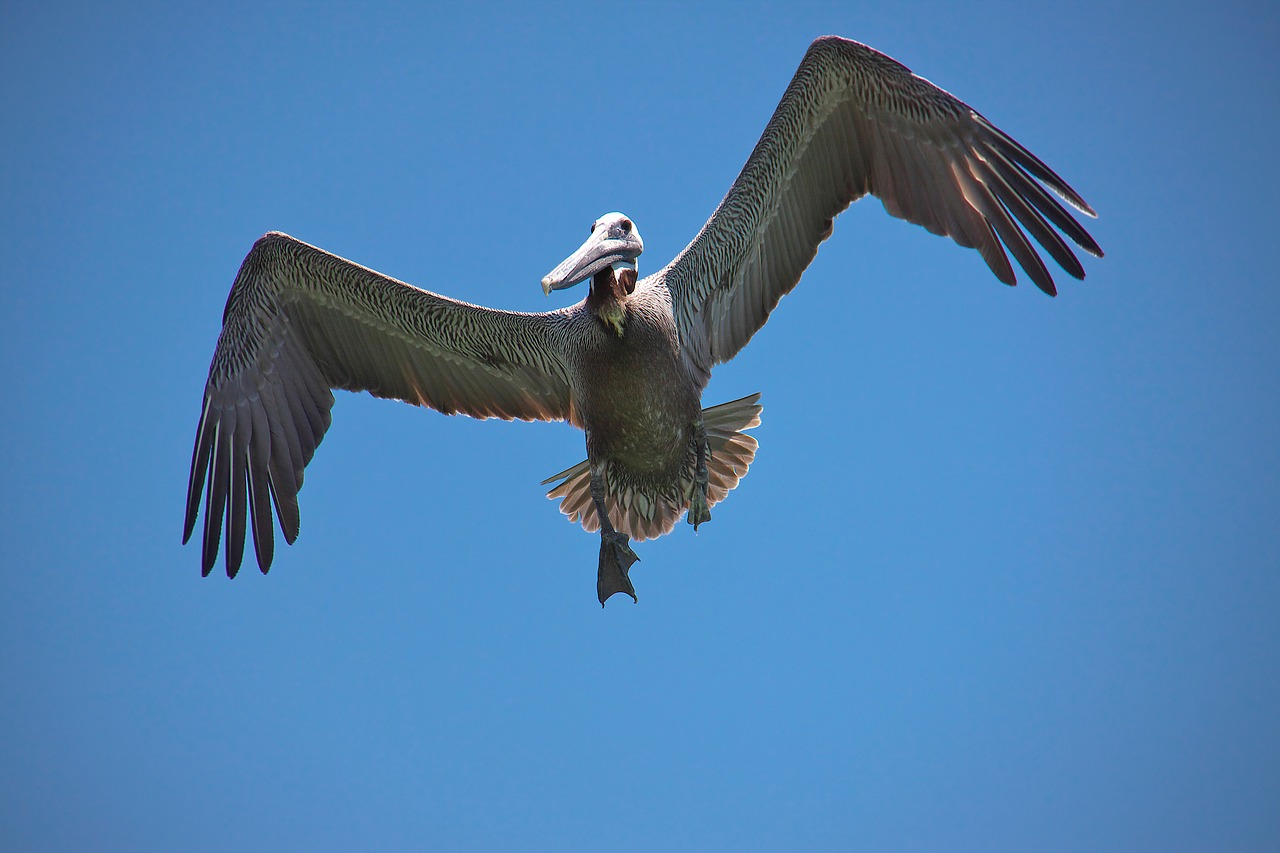 pelikan florida clearwater beach usa free photo