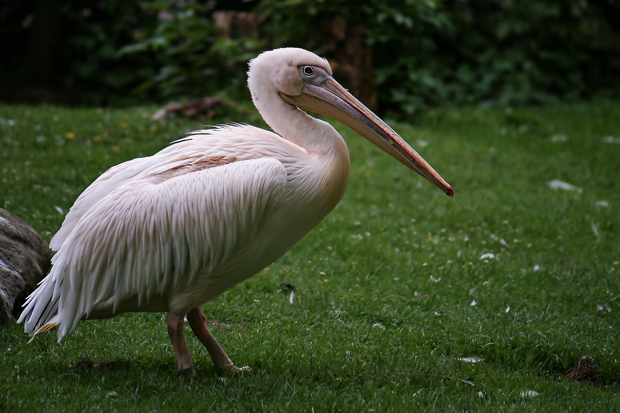 pelikan bird pink pelican free photo