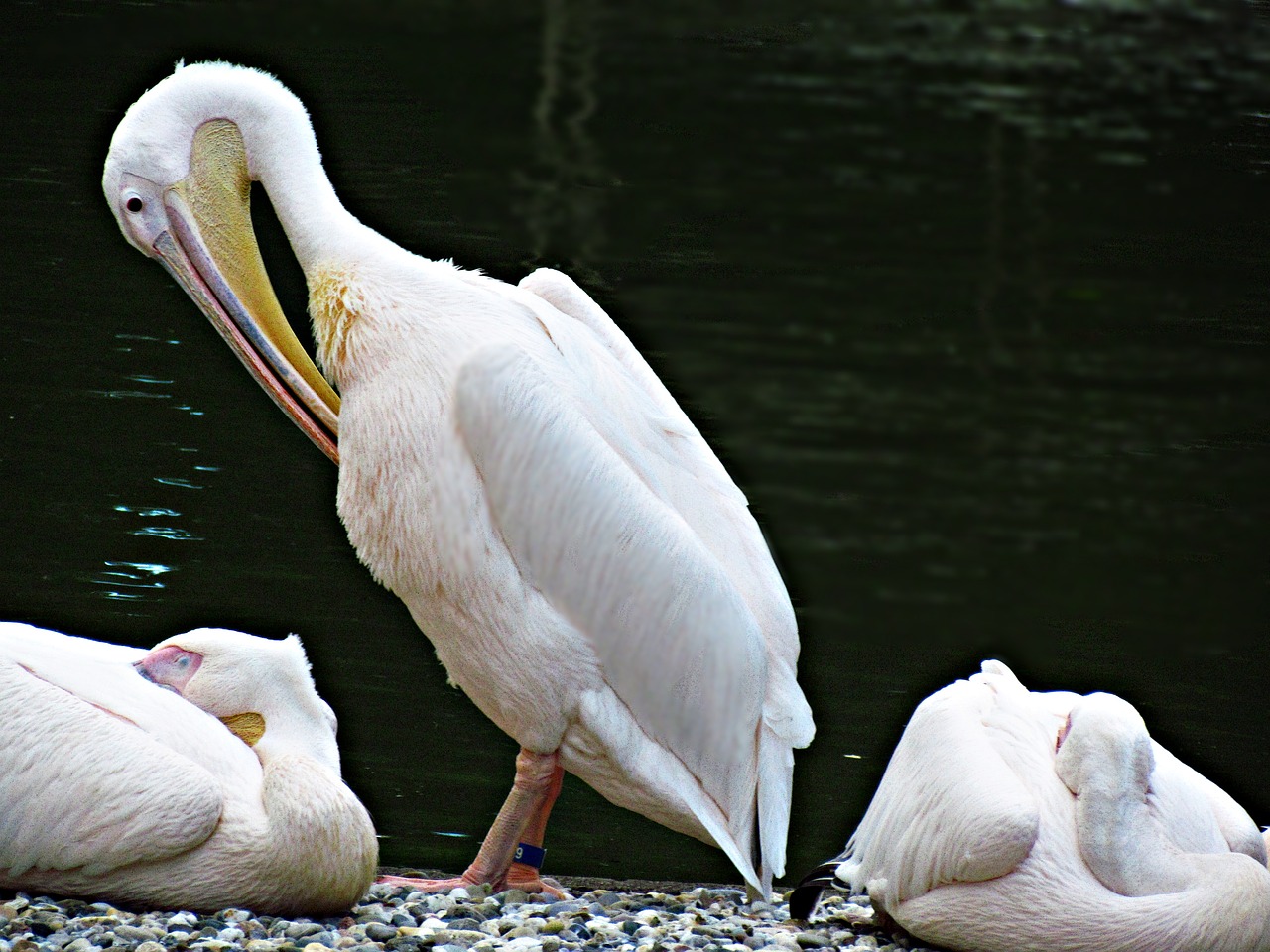 pelikan bird zoo free photo