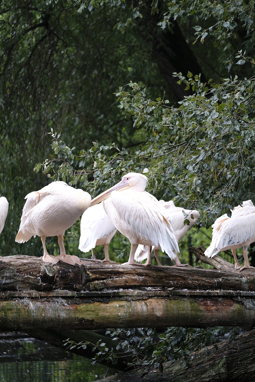 pelikan bird water bird free photo