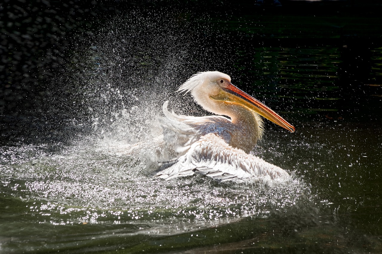 pelikan wilhelma water bird free photo