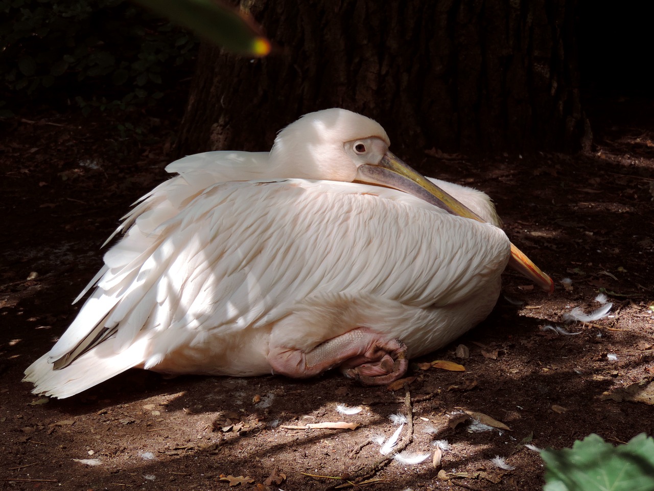 pelikan white pelican pelecaniformes free photo