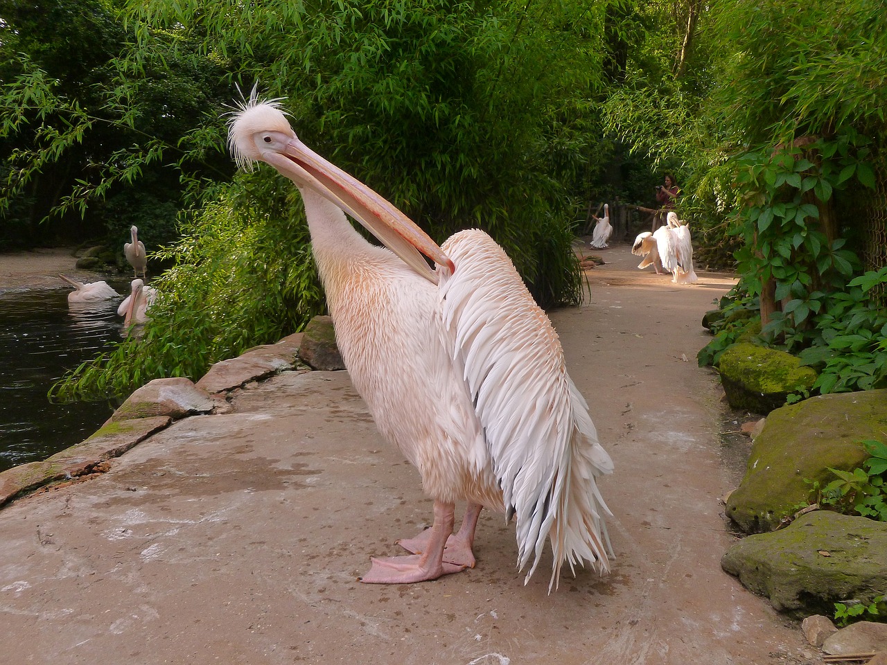 pelikan white pelican ruderfüßer dressing up free photo