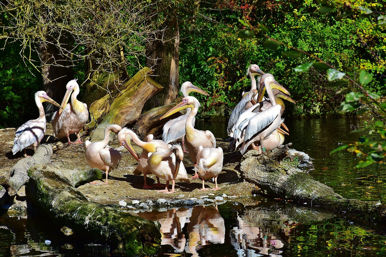 pelikan bird wild bird free photo