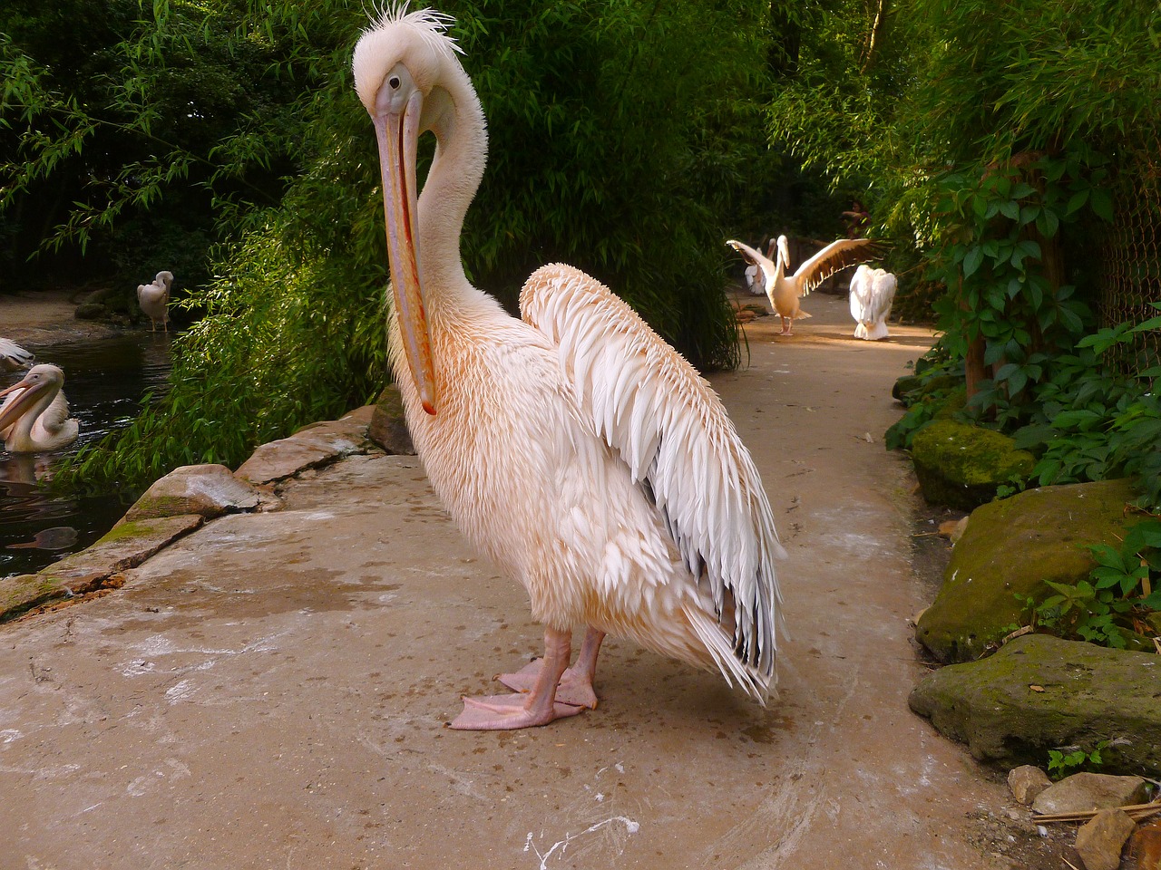 pelikan white pelican water bird free photo
