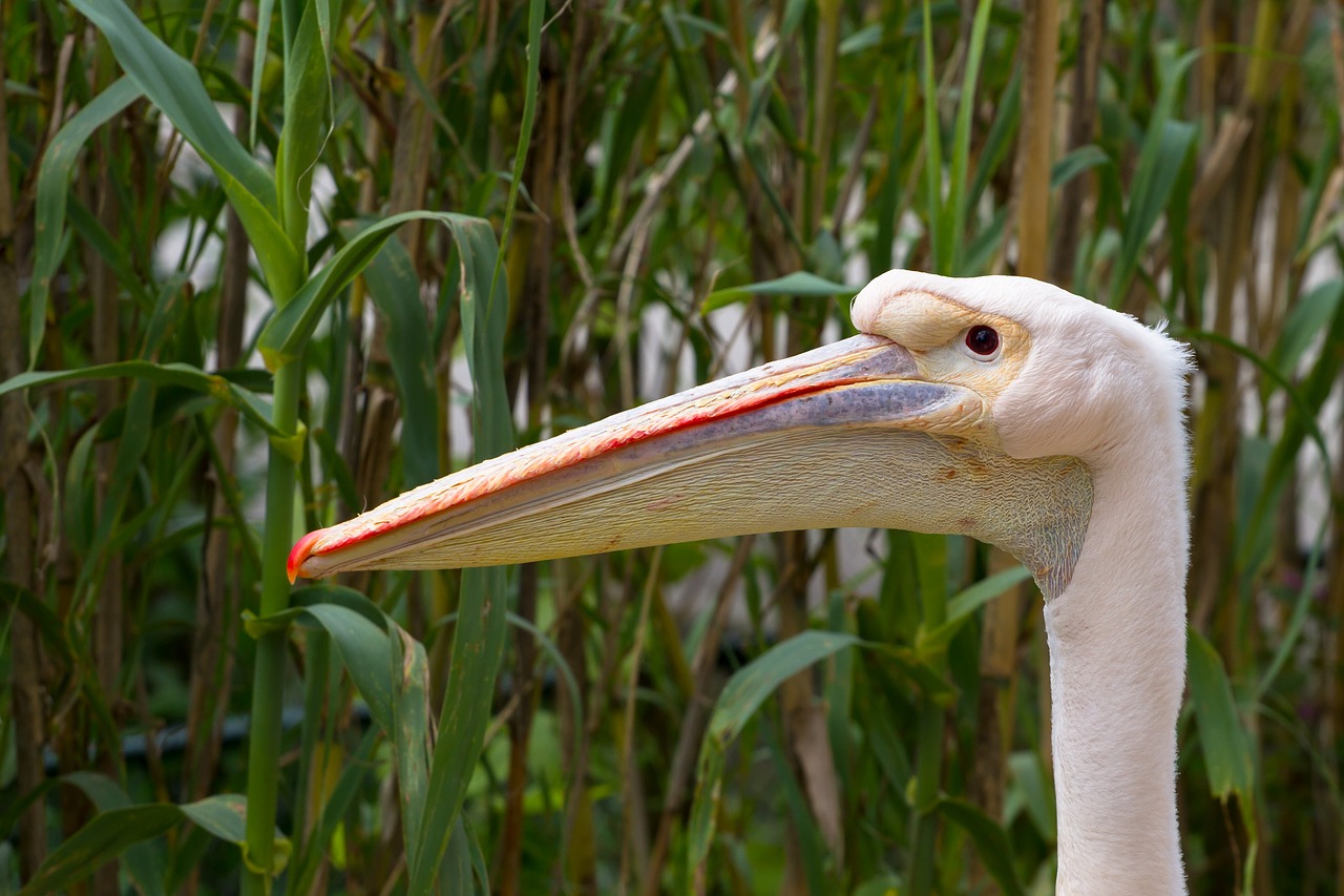 pelikan bird bill free photo