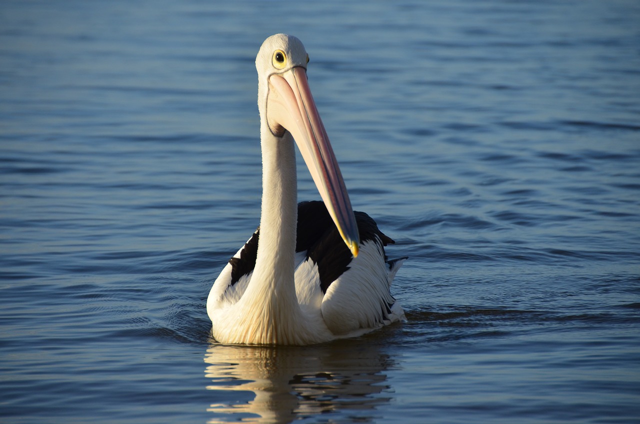 pelikan water bird australia free photo