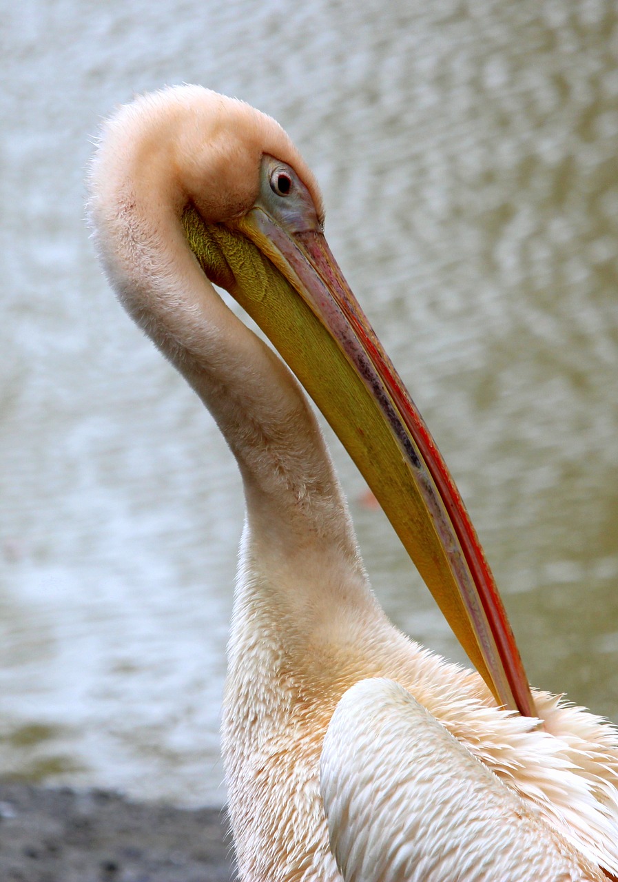 pelikan plumage bird free photo