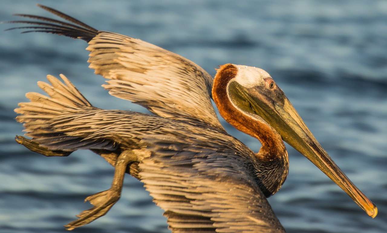 pelikan flight bird free photo