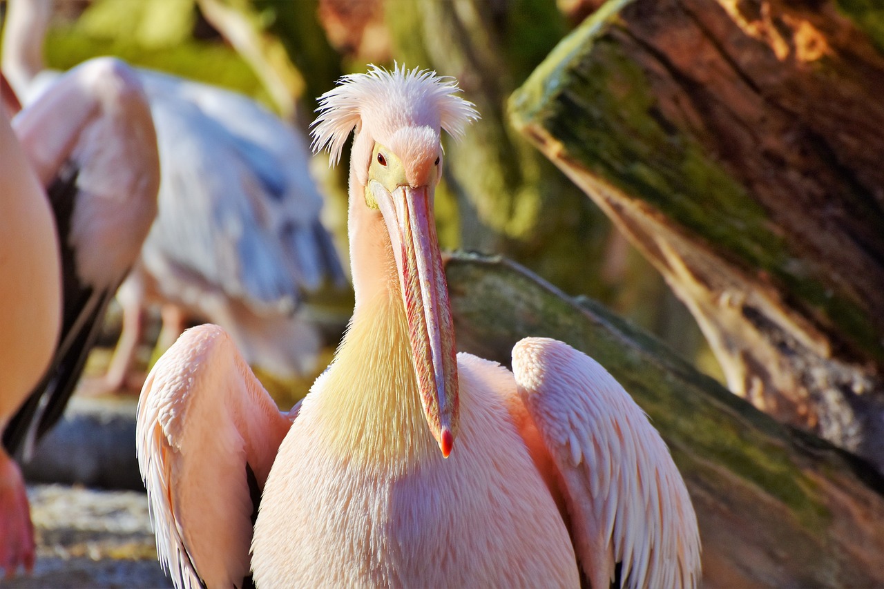 pelikan water bird pink pelican free photo