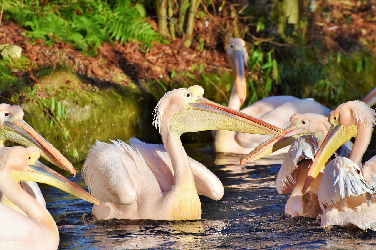 pelikan water bird pink pelican free photo