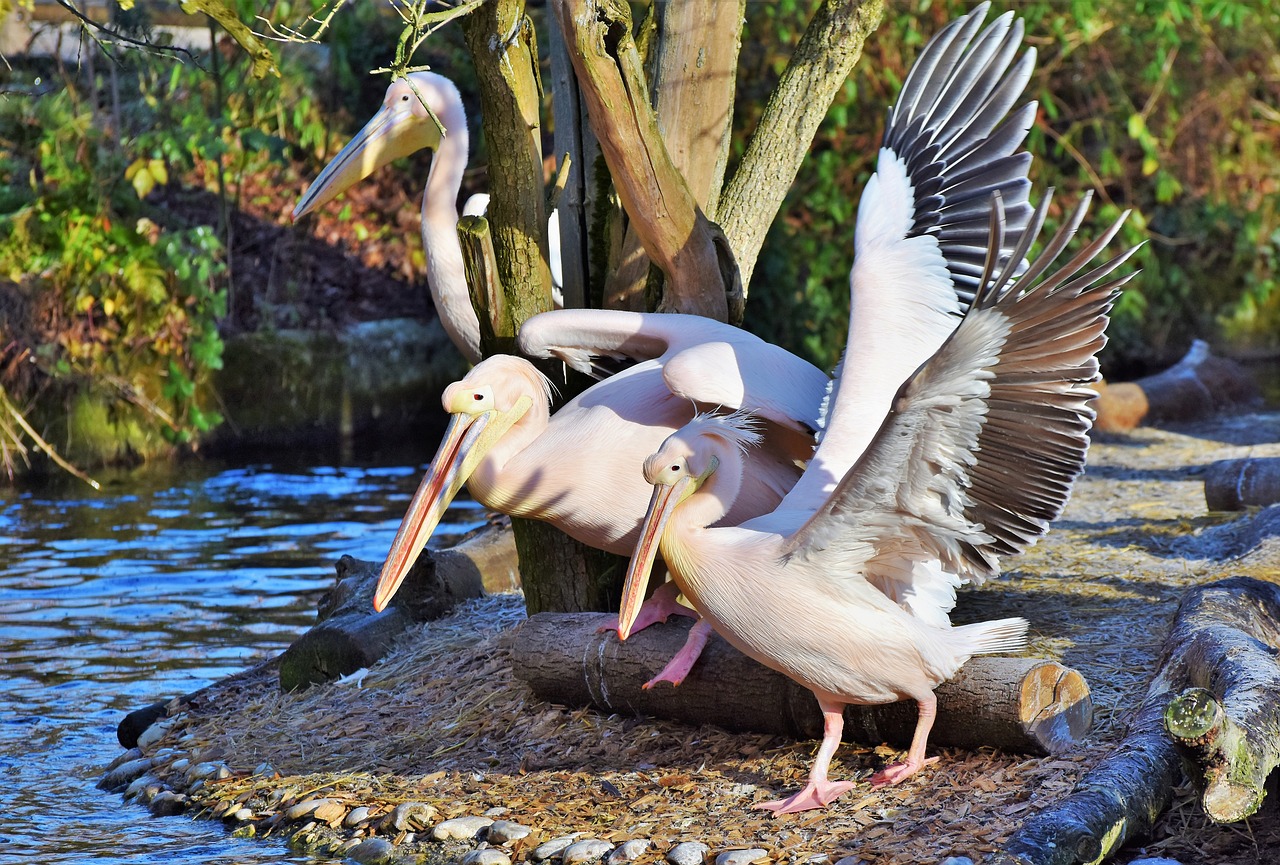 pelikan water bird pink pelican free photo