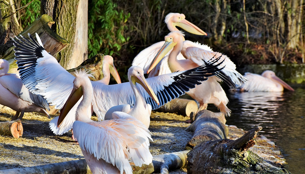 pelikan water bird pink pelican free photo