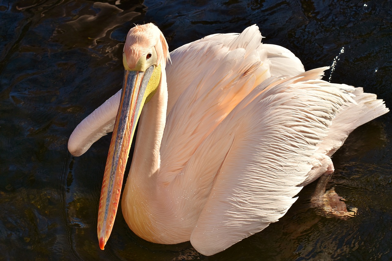 Пеликан фото птицы