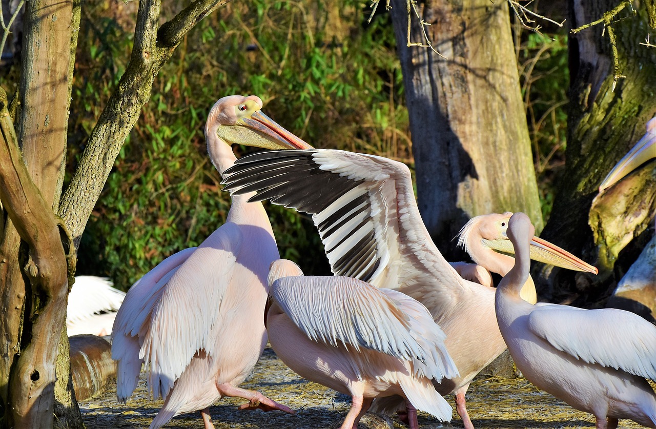 pelikan water bird pink pelican free photo