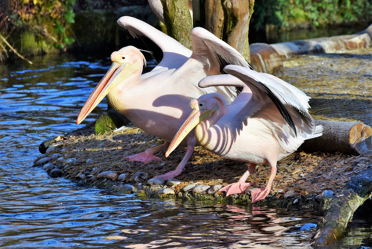 pelikan water bird pink pelican free photo