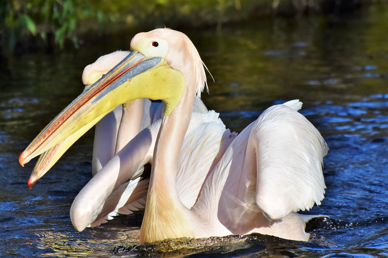 pelikan water bird pink pelican free photo