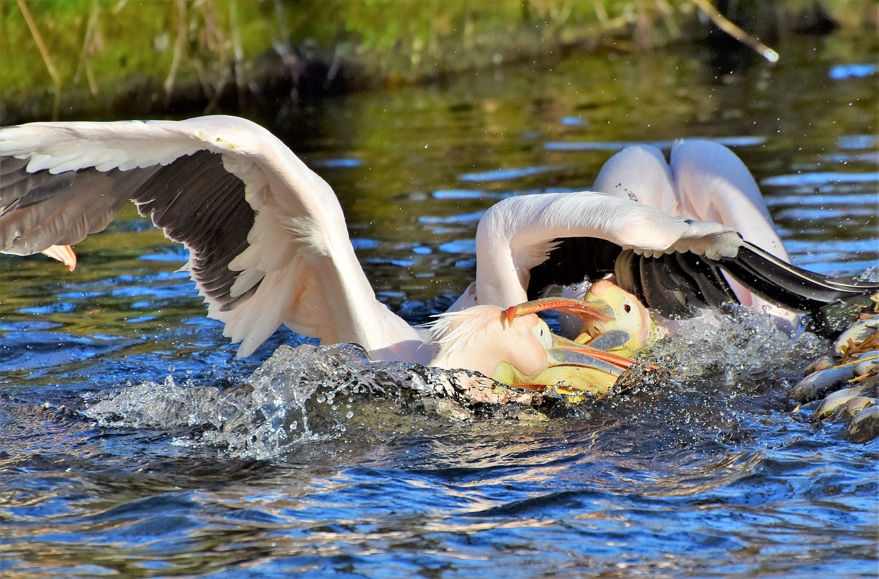 pelikan water bird pink pelican free photo