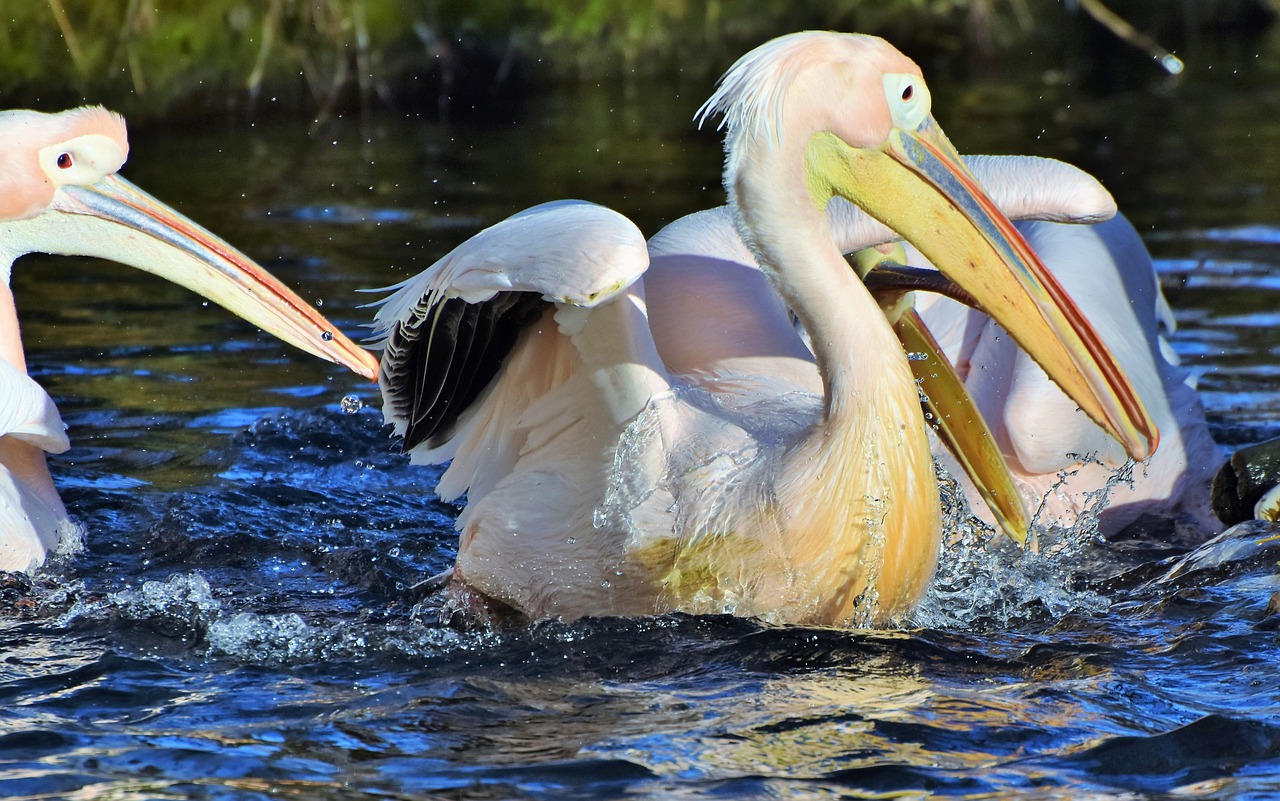 pelikan water bird pink pelican free photo