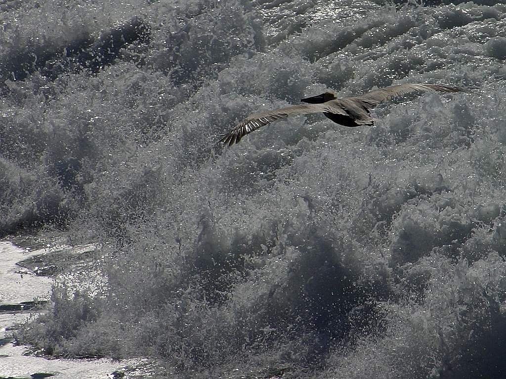 pelikan wave glide free photo