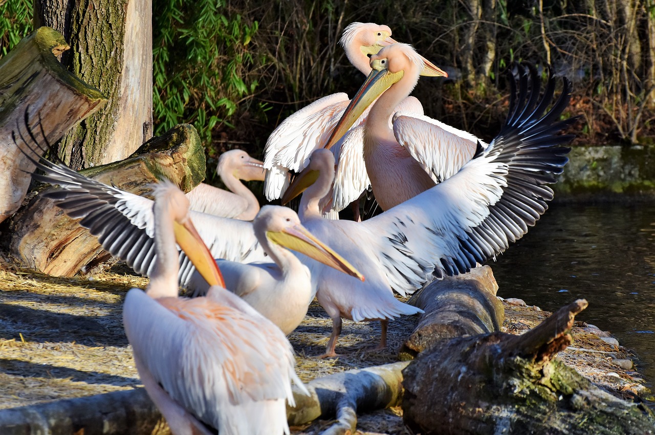 pelikan water bird pink pelican free photo