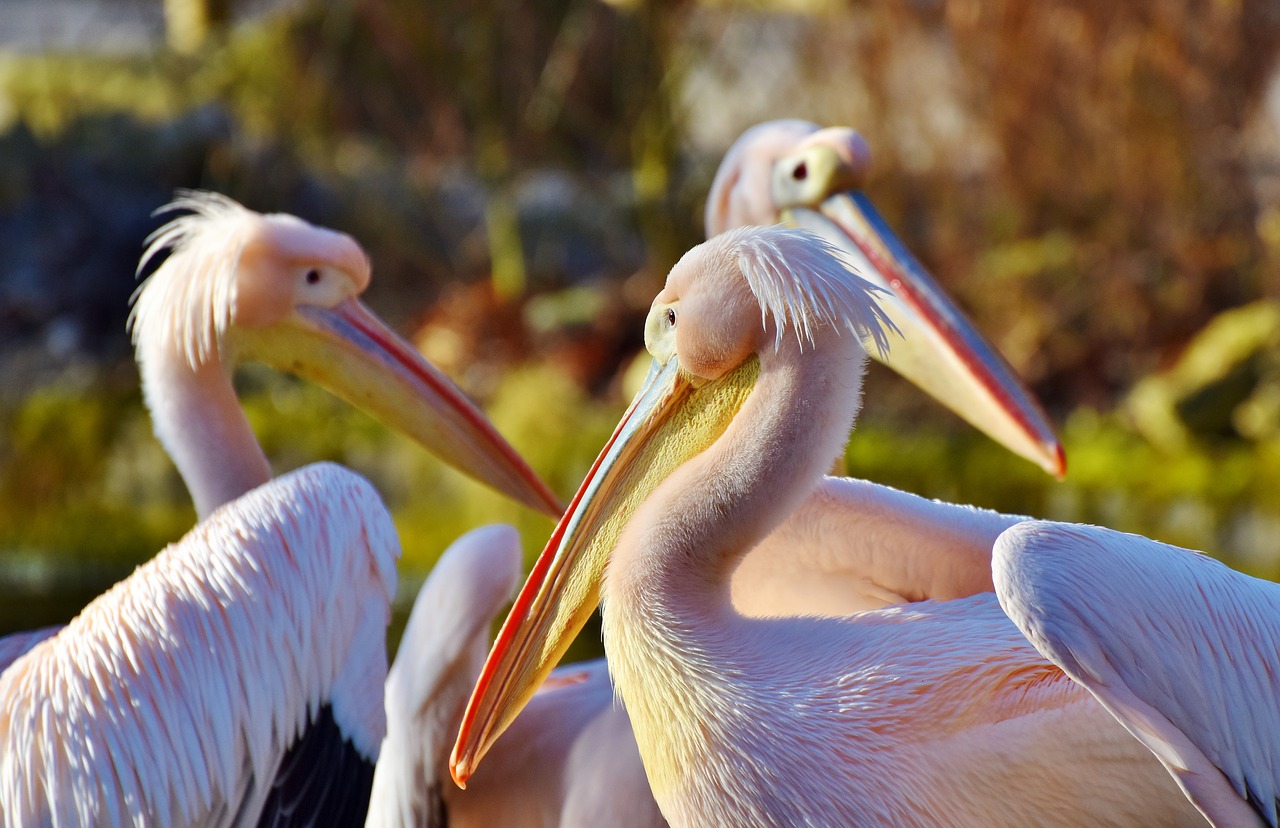 pelikan water bird pink pelican free photo