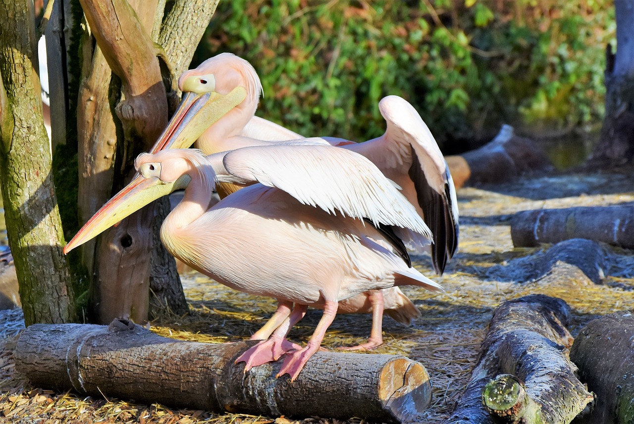 pelikan water bird pink pelican free photo