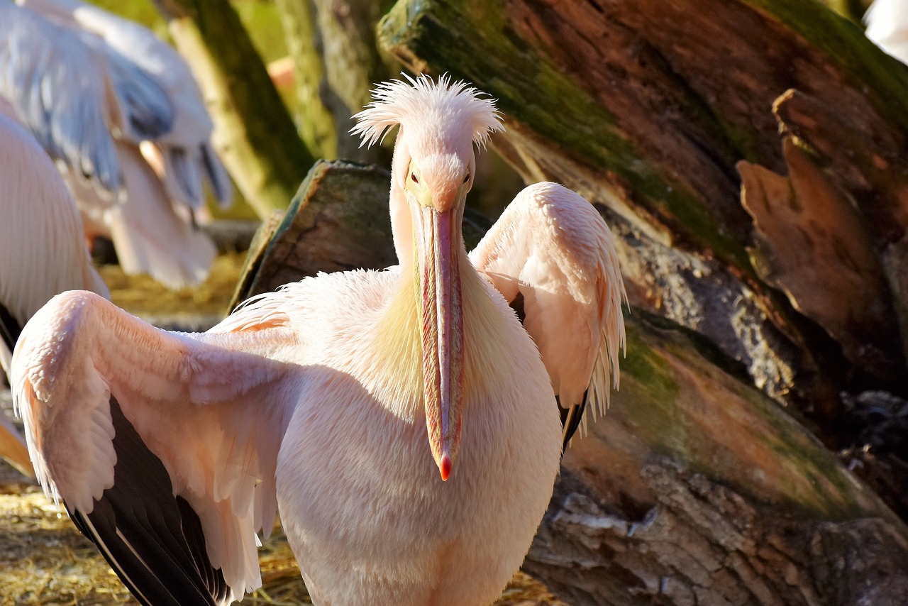 pelikan water bird pink pelican free photo