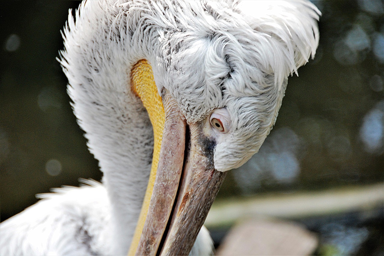 pelikan close feather free photo