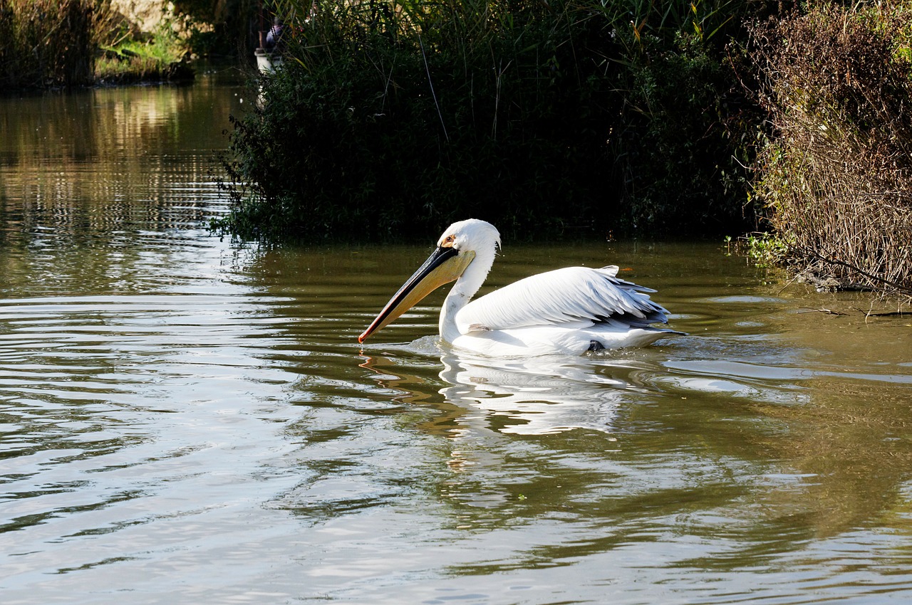 pelikan bird water bird free photo